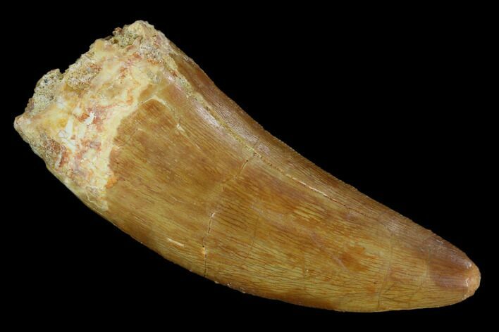 Serrated, Carcharodontosaurus Tooth - Real Dinosaur Tooth #121440